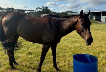 Off The Track Gelding