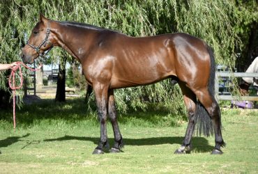 Flashy standardbred gelding