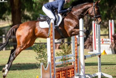 Sweet 16.2 TB Mare