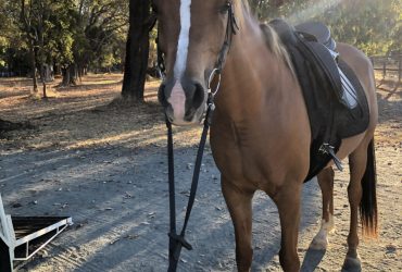 Arnie Arabian gelding 14.3hh 9yo