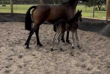 Warmblood X Riding Pony Filly Foal