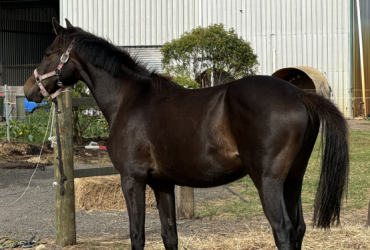Ultimate Sport Horse