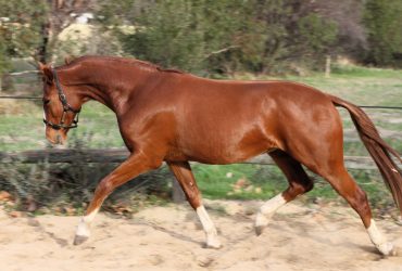 Australian Warmblood – Future Dressage Star