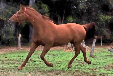 Pedigree Warmblood filly