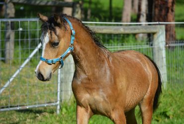 Buckskin Welsh Colt