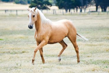 Beautiful registered stock horse mare