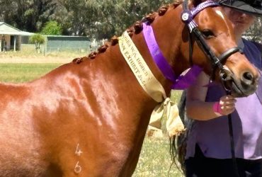 8 year old Riding Pony gelding approx 13hh.