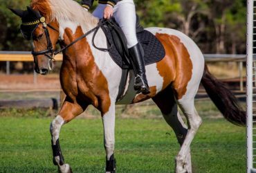 Warmblood Pinto Mare