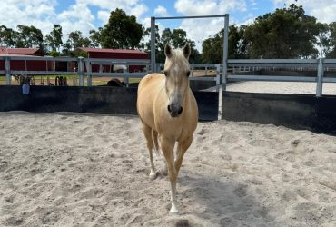 Palomino Gelding
