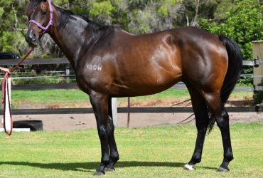 Great natured thoroughbred