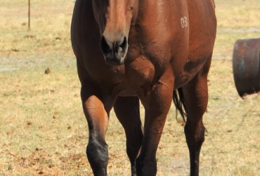 FOR SALE Bay TB mare