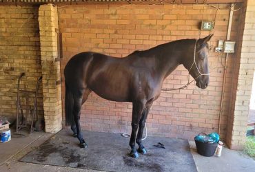 FOR SALE Bay TB mare