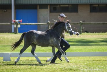 Super saddle prospect