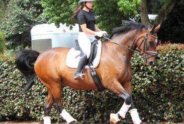Show Hunter, Dressage, Adult rider mount!