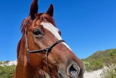 A good horse