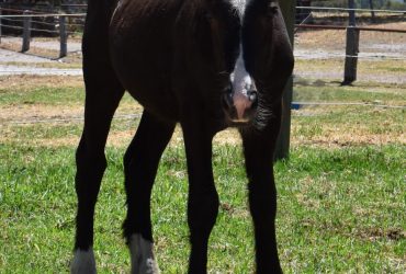 For Sale Black Partbred Gypsy Cob Colt