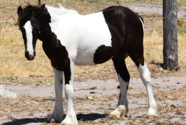 Gypsian Sands Rhinestone Cowgirl Purebred Gypsy Cob Filly