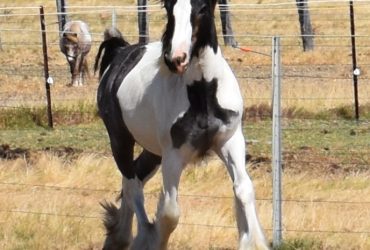FOR SALE Gypsian Sands King Of Thieves Purebred Blue Roan Gypsy Cob Colt