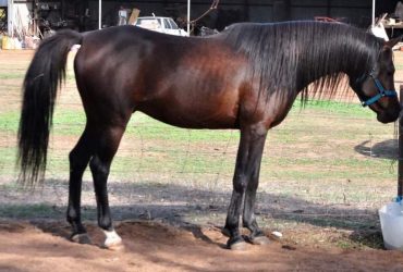 Pure Arab Mare