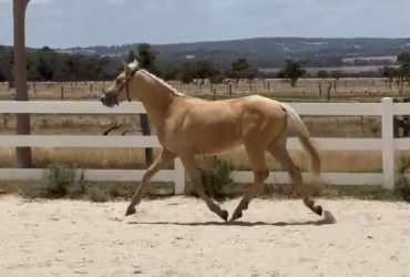Stunning GRP X Welsh WB filly