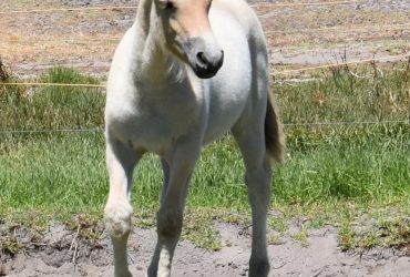 FOR SALE Gypsian Sands Ullindria Purebred Norwegian Fjord filly