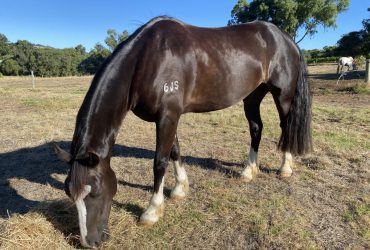 Handsome Welsh Cob Gelding