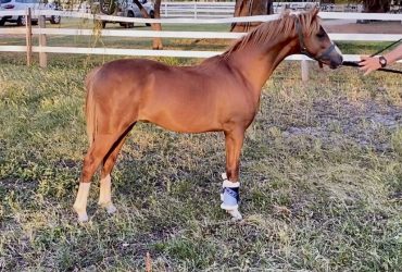 Eye catching, future open lead rein pony