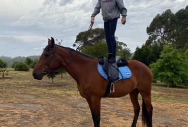 Standardbred Mare