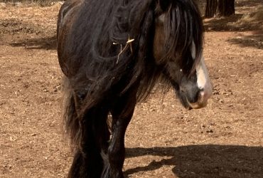 Purebred Gypsy Cob Mare for Sale