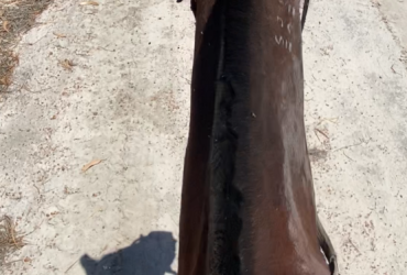 off the track standardbred