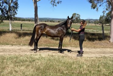 Amazing Welsh Warmblood filly