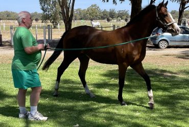 For dressage – Hacking – Pony Club