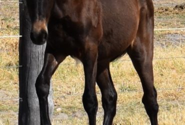 FOR SALE Gypsian Sands Steampunk Bay Partbred Gypsy Cob Colt