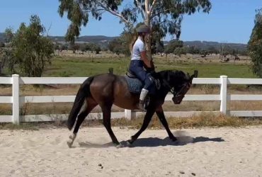 Amazing Welsh Warmblood filly