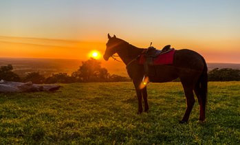 NOR Lease for Experienced Adult Rider Wanted
