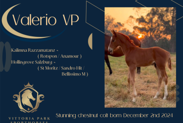 Stunning chestnut warmblood colt