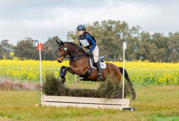 Versatile All rounder pony