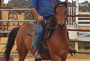 Arabian Gelding 5 yrs 15.1hh saddle broken