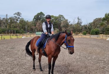 Standardbred Gelding