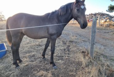 Friesian Warmblood Colt