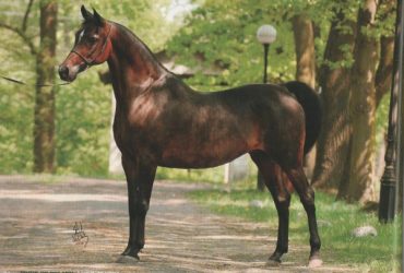 Arabian mare beautiful dapple grey black mane & tail, 6yrs, 14.1 – 14.2hh