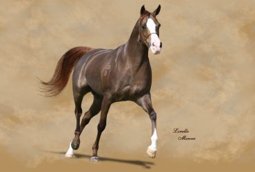 Arabian Filly Chestnut, Golden mane & Tail