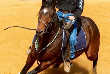 Athletic Stockhorse Mare