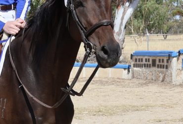 Quiet TB Mare for lease with option to buy