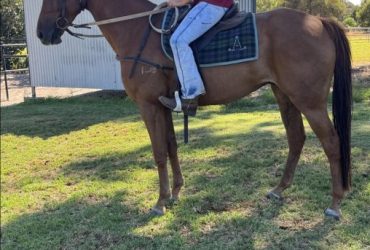Australian Stock Horse Gelding for Sale