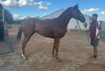 Rehome a racehorse