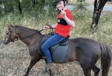 Welsh B Mare
