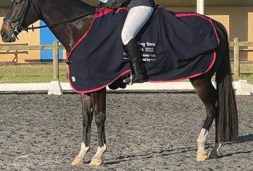 Black TB mare Eventing Dressage allrounder