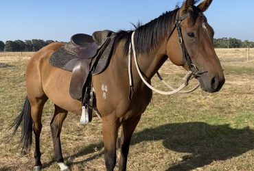Quiet, family friendly gelding