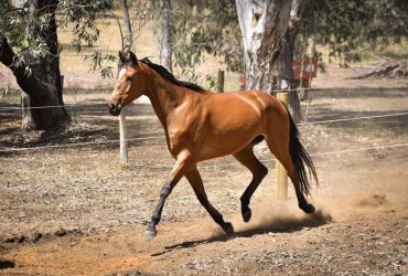 Exceptional young WB Mare